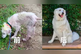 满身疾病的大比利犬变成了最柔软、最快乐的狗狗视频封面