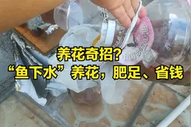 养花有奇招？“鱼下水”养花，自制花肥，省钱、肥力足视频封面
