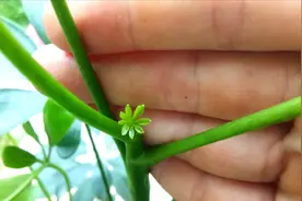 鸭掌木最爱喝这饮料，喝一次新芽呼呼冒，新根蹿满盆