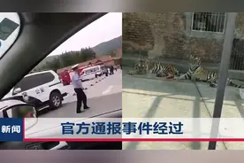 河南淅川一饲养员遇袭，老虎趁喂食将其咬伤，出逃后被双双击毙视频封面
