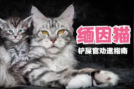 缅因猫就是一个温柔的巨人，但不好意思，我是真的养不起...
