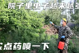 小院的果蔬招虫害，不得不采取措施了，买了一个大喷壶喷药视频封面