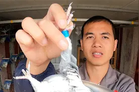 鸽子突然无法站立飞行，只知道沙门氏可不行，5种原因一次说清楚