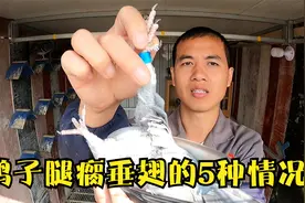鸽子突然无法站立飞行，只知道沙门氏可不行，5种原因一次说清楚视频封面