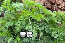 农村路边的黄蒿煮水，有3个厉害用途，大人小孩都用得到