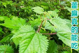 老一辈都不相信藿麻能吃，说是以前拿它来“斗地主”，哪个敢吃嘛