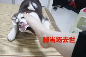 女主人故意捉弄哈士奇，脚踩在狗头上，没想到二哈发脾气想咬人！视频封面