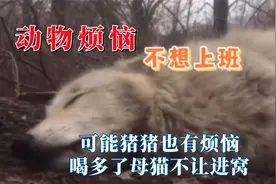 人和动物都有一样的烦恼，可能猪猪也有烦恼，喝多了母猫不让进窝视频封面