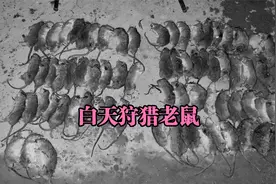 白天用气枪狩猎老鼠  一发一只太爽了 可以打一天一夜视频封面
