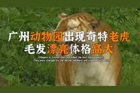 广州动物园发现奇特金虎，毛发漂亮体型高大，牙齿也很锋利？视频封面
