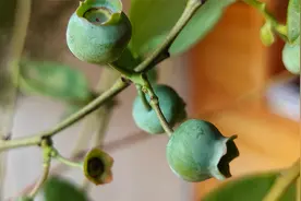 盆栽蓝莓果子的大小，和这件事有直接关系，别忽视视频封面