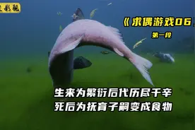 鲑鱼绝食逆游千里产卵，最后饿死成为后代食物，母爱的伟大视频封面