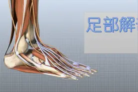 足部解剖3D科普视频封面
