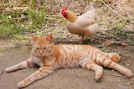 猫咪带大的母鸡，长大了也要和猫咪一起玩视频封面