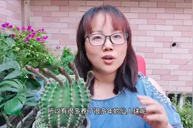 仙人球不开花？掰掉“小崽子”，长成大圆球，四季花开不断视频封面