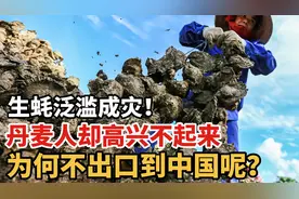 生蚝泛滥成灾，丹麦人却高兴不起来！为何不出口到中国呢?视频封面