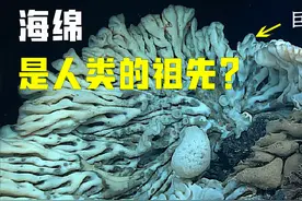 人类祖先在贵州瓮安现身，它长眠了6亿年，还是个究极生化武器视频封面