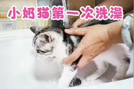 小奶猫第一次洗澡，全程很乖不知道发生了什么事，洗完才反应过来视频封面