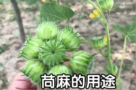 苘麻又称“磨盘草”，原来价值那么高，家家户户都能用的到，实用视频封面