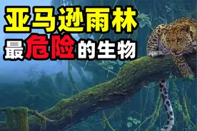 亚马逊雨林的九大危险生物！世界上最大的蛇和蜘蛛都在这里面！视频封面