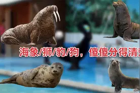 带女神去水族馆看表演，海象、海狮、海豹、海狗，你分得清楚吗？视频封面