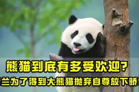 熊猫到底有多受欢迎？荷兰为了得到大熊猫抛弃自尊放下骄傲视频封面
