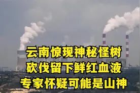 云南惊现神秘怪树，砍伐留下鲜红血液，专家怀疑可能是山神视频封面