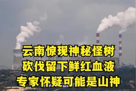 云南惊现神秘怪树，砍伐留下鲜红血液，专家怀疑可能是山神视频封面