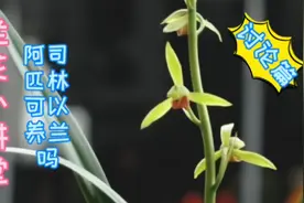 兰花小讲堂《阿司匹林可以养兰吗》视频封面