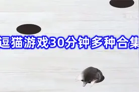 逗猫游戏30分钟多种合集 适合没有耐心注意力不集中的猫 【转载】视频封面