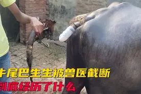 水牛尾巴生生被兽医截断，这到底是怎么回事？视频封面