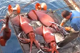 中国人远洋捕捞秘鲁大鱿鱼，每一条都几十斤重，开眼界了视频封面