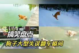 盘点狗子大型失误翻车瞬间：狗子跑太快没刹住脚，直接翻进河里视频封面