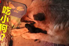 德牧吃亲生孩子？刚出生3天的小德牧夭折，狗妈妈含泪啃吃尸体！视频封面