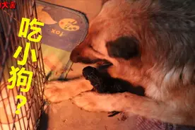 德牧吃亲生孩子？刚出生3天的小德牧夭折，狗妈妈含泪啃吃尸体！视频封面