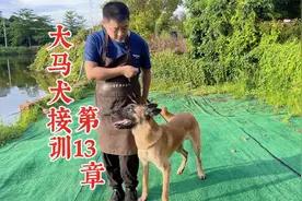 狗狗初期随行怎么训练？训犬师全程视频讲解，新手小白一看就会视频封面