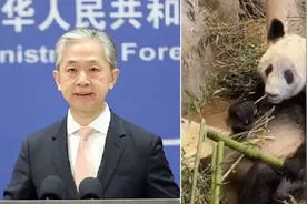 外交部介绍“丫丫”回国最新进展：将以最快速度平安运送回国视频封面