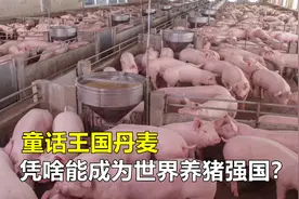 丹麦凭啥能成为世界养猪强国？养猪模式先进，值得国内学习借鉴视频封面
