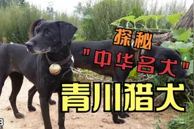 探秘：中国本土犬种。第二集-最棒的山地猎犬之“青川犬”