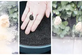 浮水料和蘸颗粒怎么开饵？介绍3种方法，玩转多种鱼情视频封面