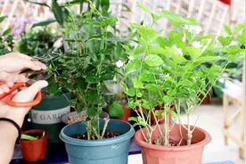 5月茉莉花期，这“3样”要给足，再来“一刀”，花开爆盆很轻松