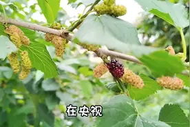 在央视经常听到的十首纯音乐，有的从小听到大视频封面