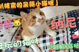 捕捉一只刚睡醒的可爱小猫咪，呆头呆脑太有意思了 #可爱小猫咪视频封面