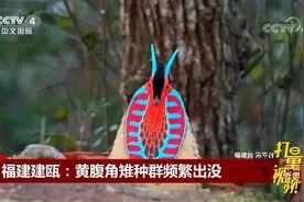 黄腹角雉种群频繁出没在福建建瓯视频封面