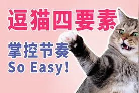 逗猫四要素，轻松掌控游戏节奏视频封面