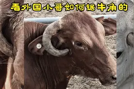 看医生如何给牛锯牛角的，全程解压，长见识了，最后丑萌丑萌的