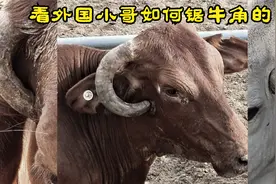 看医生如何给牛锯牛角的，全程解压，长见识了，最后丑萌丑萌的视频封面