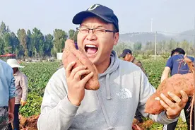 徐州唯一一家红薯基地，参加国家农科院产量测评比赛，看产量如何视频封面