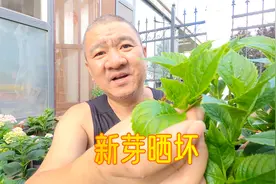 绣球花修剪后，发出的新芽被晒坏了，怎么办？园艺经验分享视频封面