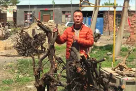 烧火都嫌扎手的柿木根，5种好处没听过，喜欢的人上万块都不嫌贵视频封面
